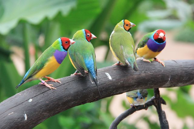 Mariposario